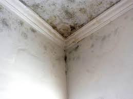 Mold Odor Removal Services in Williamson, WV